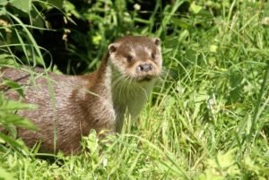Loutre européenne FabriceCapber Wikimedia Commons