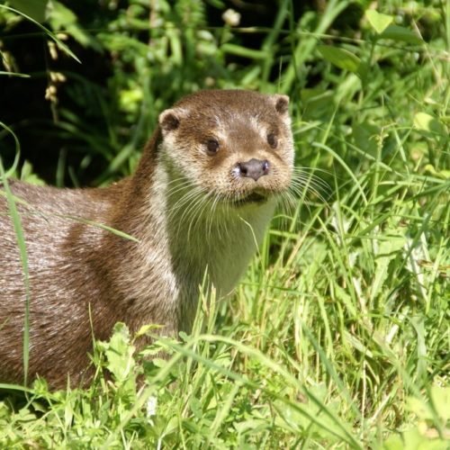 Loutre européenne FabriceCapber Wikimedia Commons